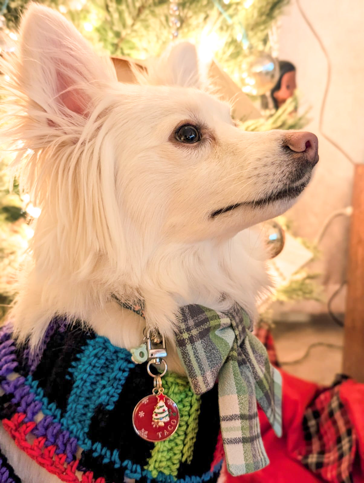 Holly Jolly