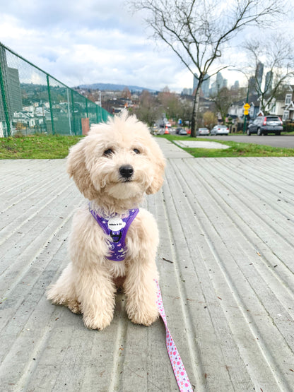 Starry night - Step-In Harness