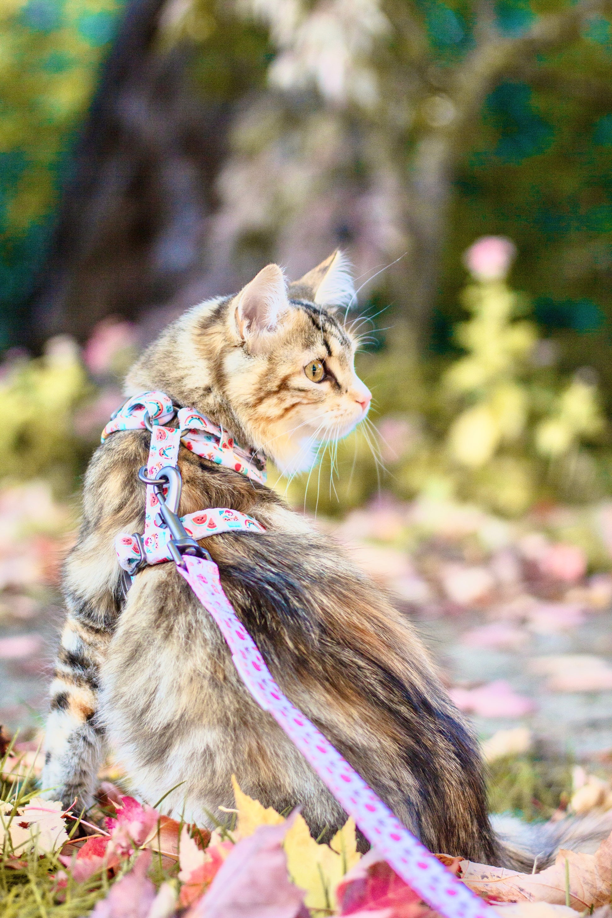 hawaiian sunshine | adjustable harness