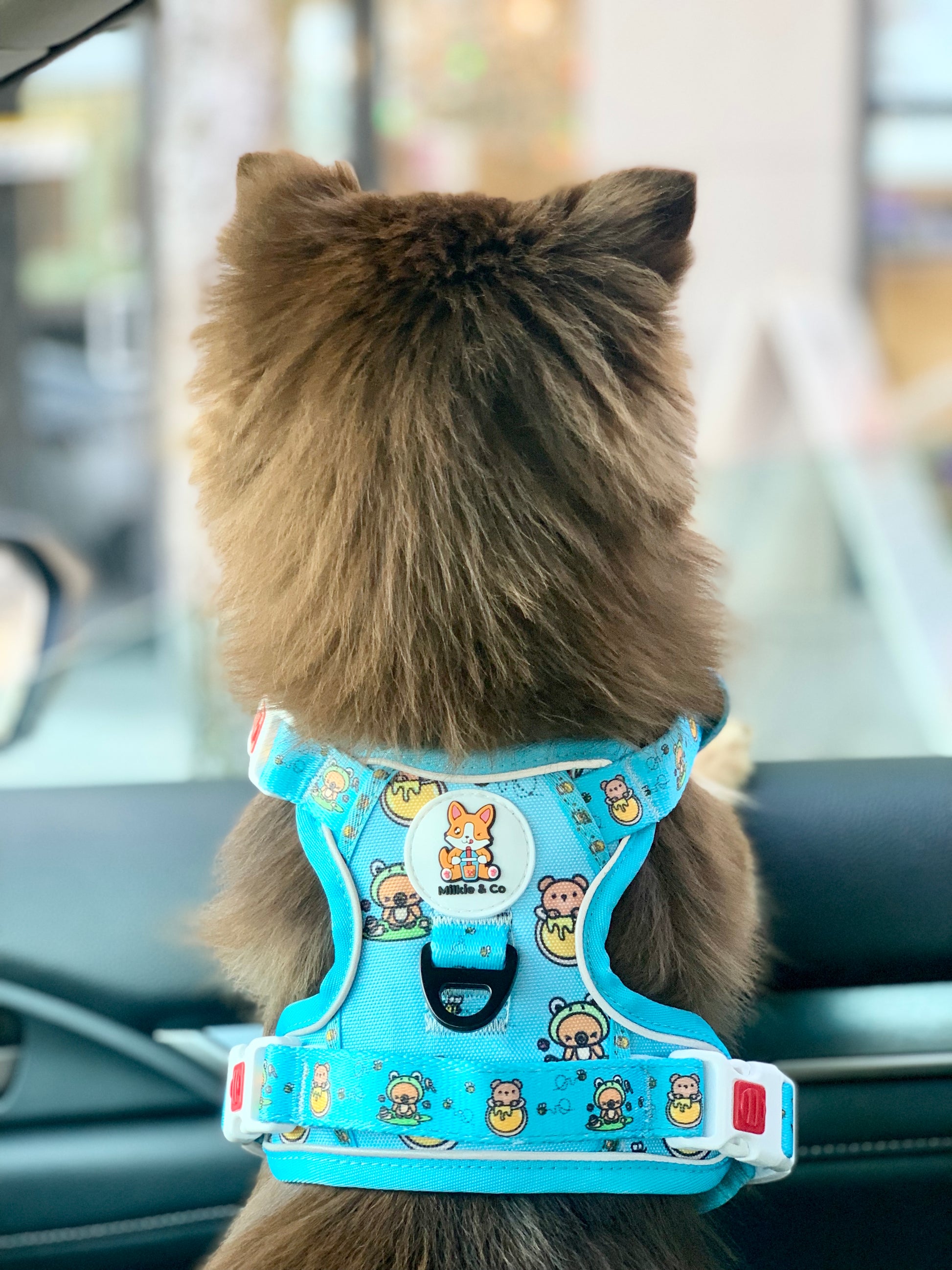 honey bear | adventure harness (oxford heavy duty)