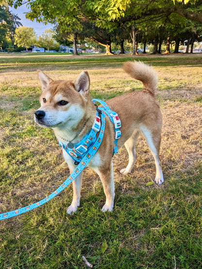 Honey Bear - Adventure Harness (Oxford Heavy Duty)