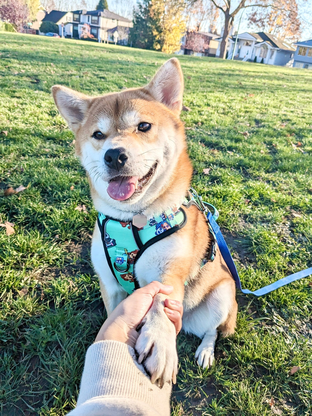Milk tea - Adventure Harness