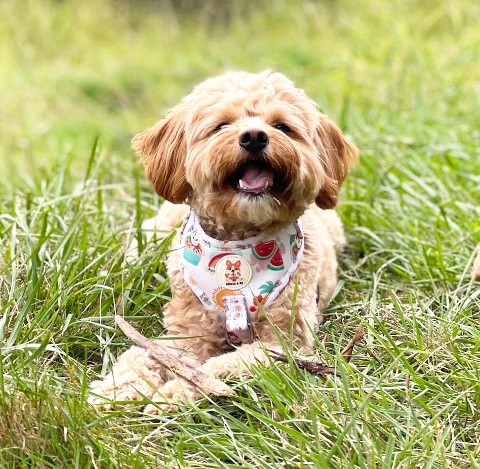 hawaiian sunshine | adjustable harness