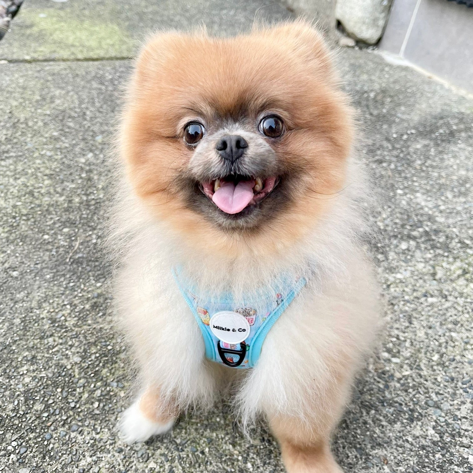late night snackies | step-in harness