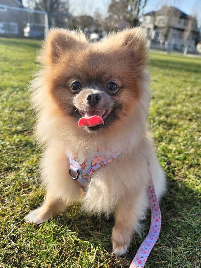Something Sweet - Adjustable Harness